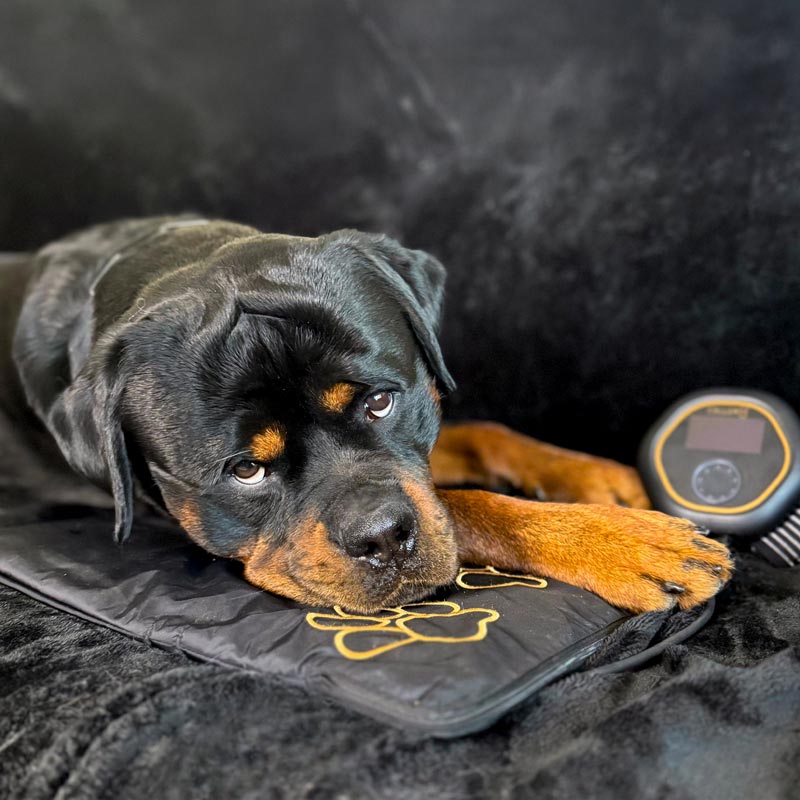 Bentley the Rottweiler (Rottweiler Dog) using CELLER8 pet mat8