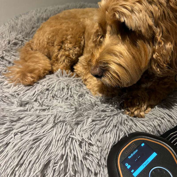 Dog laying next to celler8