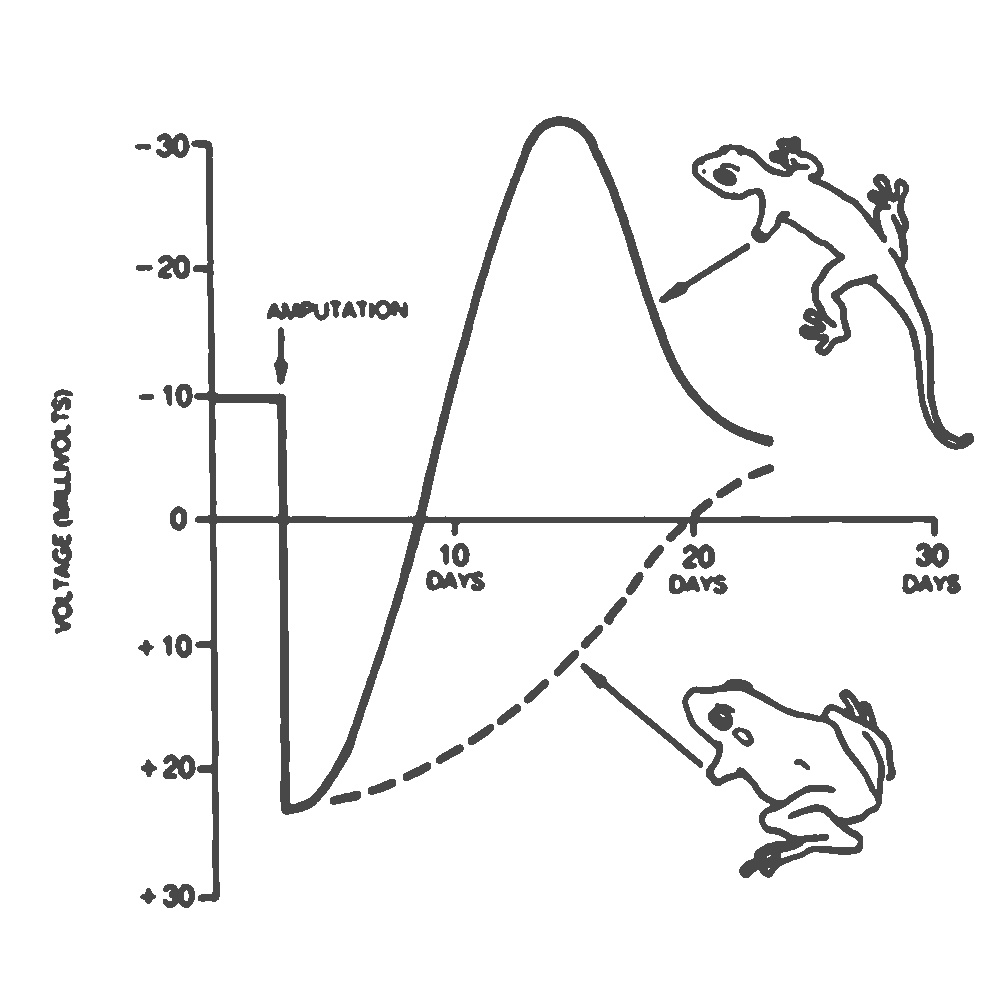 frog and salamander experiment