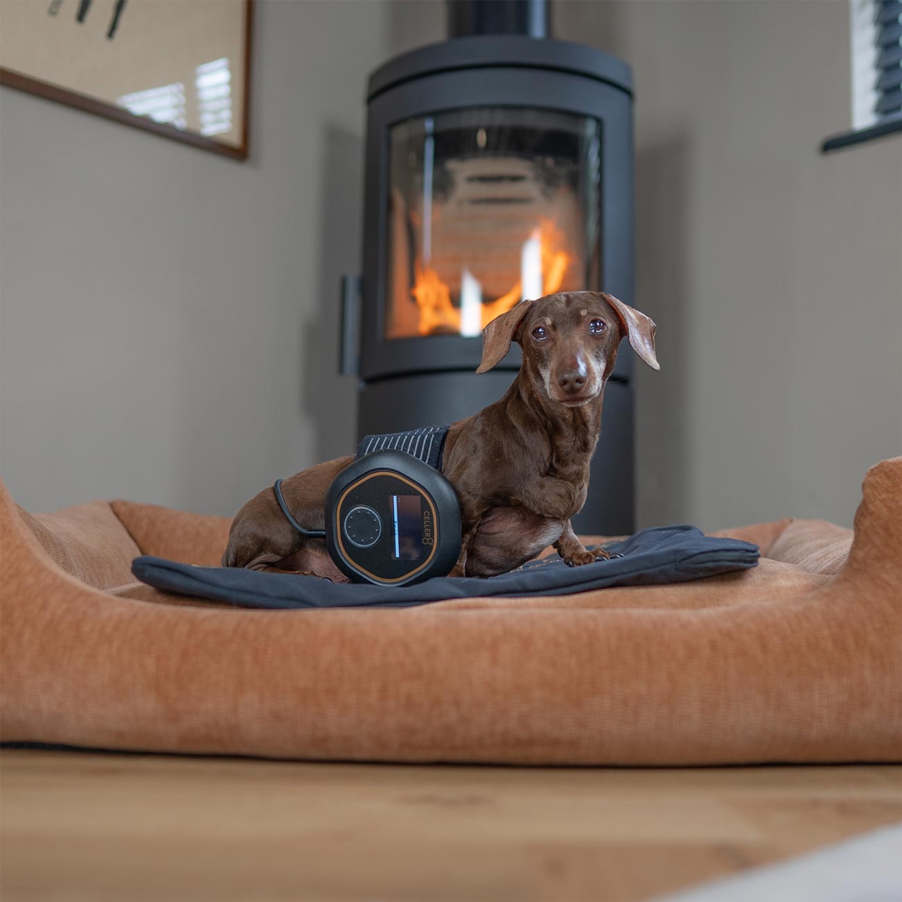 Pop Sausage (Sausage Dog) using CELLER8 pet mat